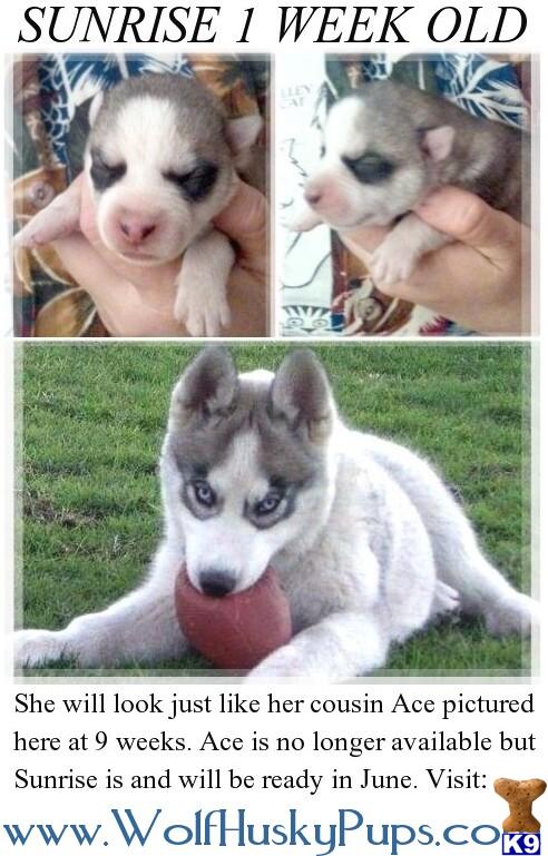Puppies in NV